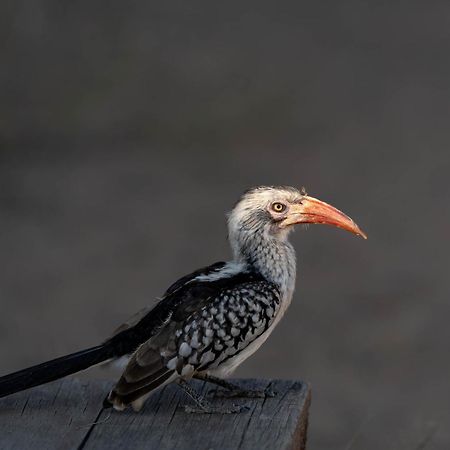 Buffelshoek Tented Camp Manyeleti Game Reserve Bagian luar foto