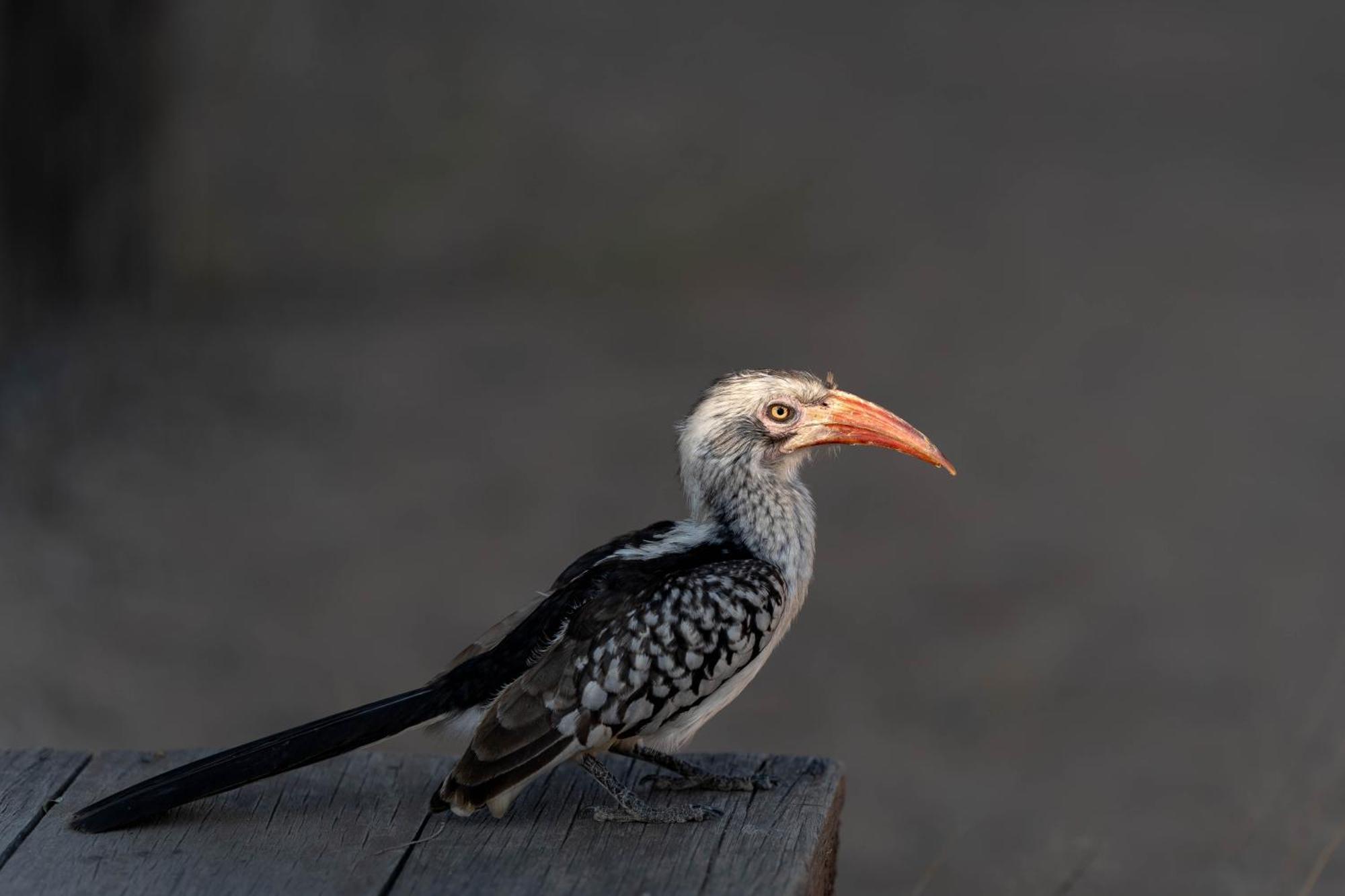 Buffelshoek Tented Camp Manyeleti Game Reserve Bagian luar foto