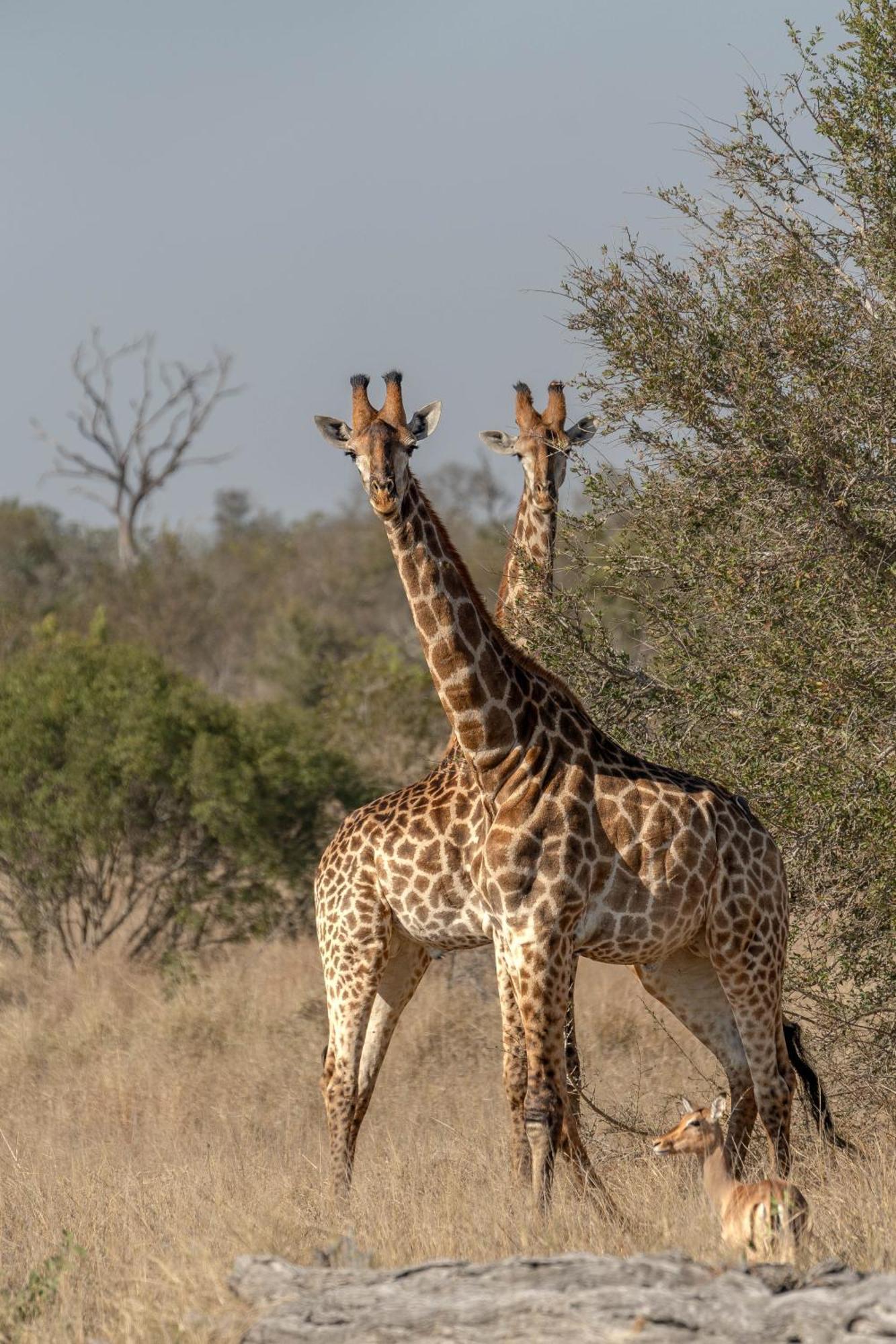 Buffelshoek Tented Camp Manyeleti Game Reserve Bagian luar foto