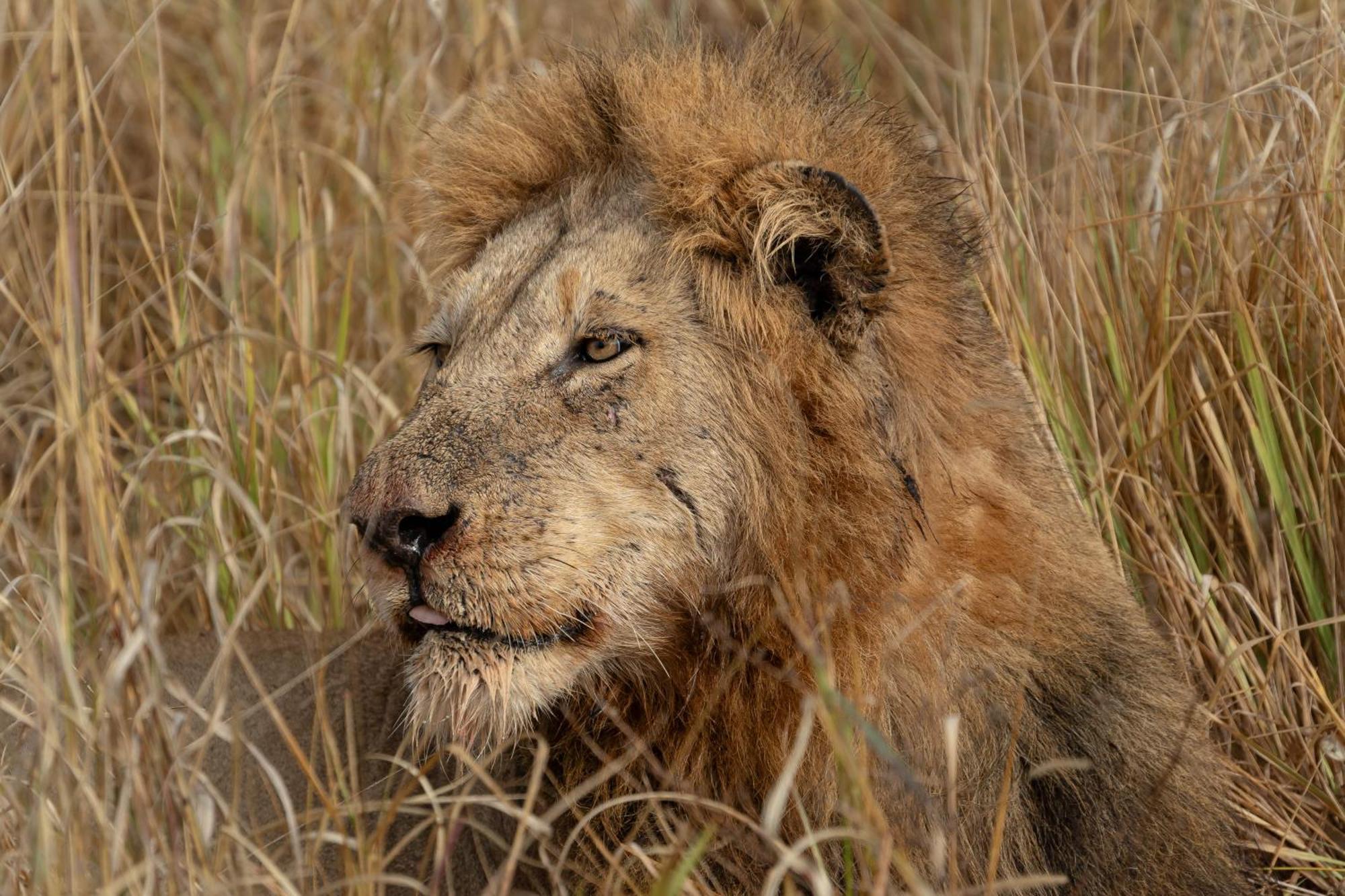 Buffelshoek Tented Camp Manyeleti Game Reserve Bagian luar foto