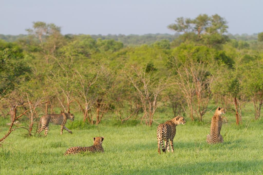 Buffelshoek Tented Camp Manyeleti Game Reserve Bagian luar foto